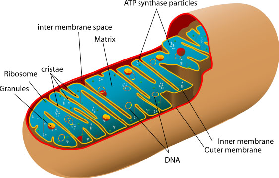 562px-Diagram_of_a_human_mitochondrion_svg20copy